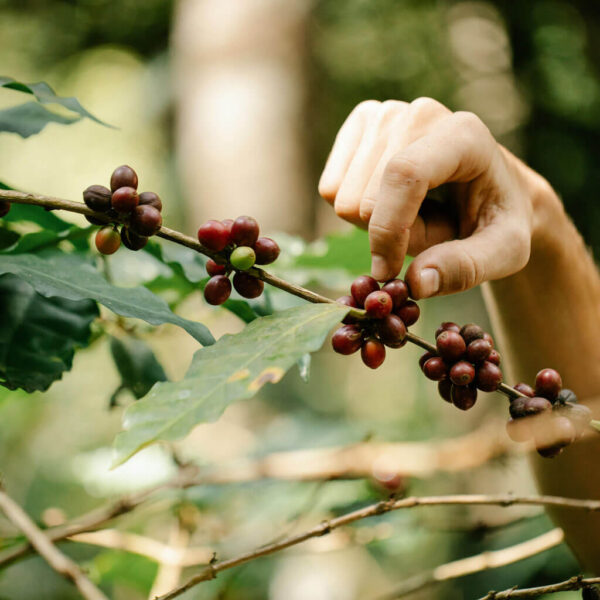 Single estate coffee